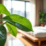 Comment bien installer un arbre de jade dans votre chambre : astuces et conseils essentiels